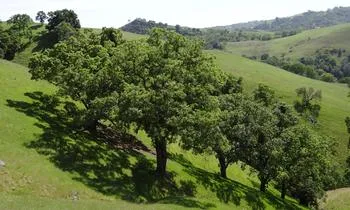 green sloping hillside with valley oak trees