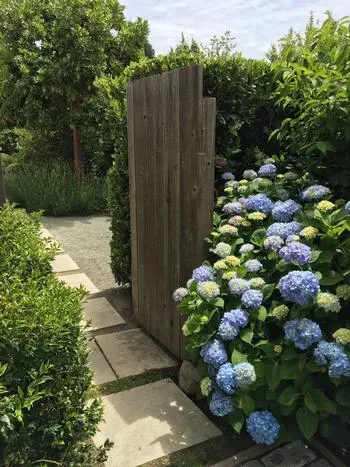 hydrangea planted among other bushes near a wooden fence