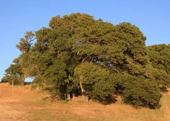 large valley oak tree leafed out in the summertime