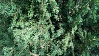 needle-like leaves of evergreen trees have a waxy coating adapted to reduce water loss