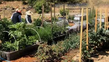 people working in annual vegetable garden beds