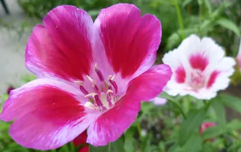 pink and white Clarkia amonea blossoms