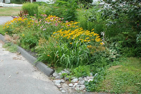 Rain garden slowing rainwater 
