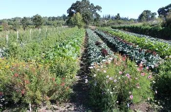 rows of vegetables and flowers in a larger commercial garden