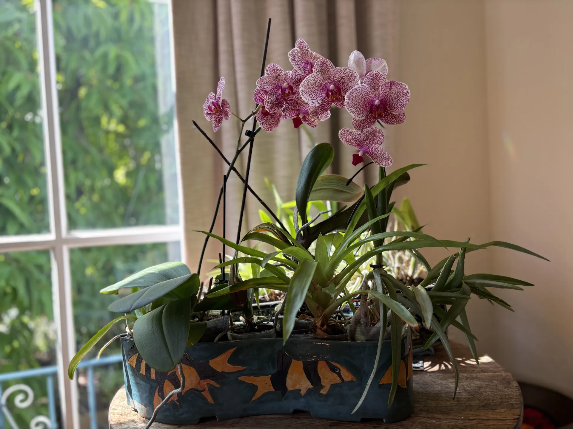 indoor planter with assorted tropical plants including bromeliad &blooming orchid