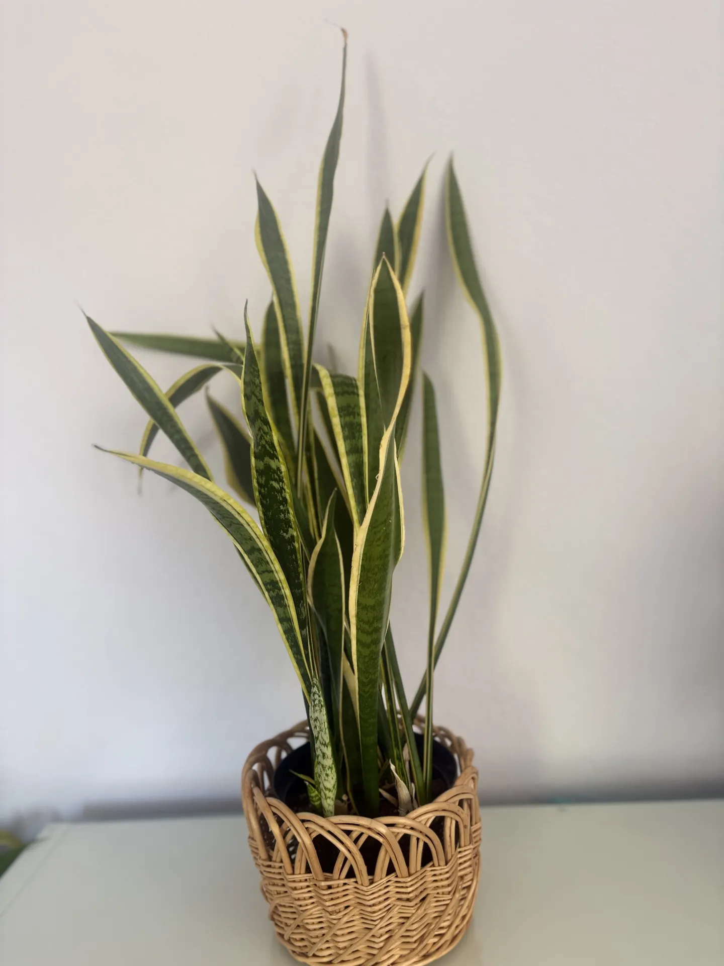 a tall variegated snake plant or Mother-in-Law's Tongue that has had more light