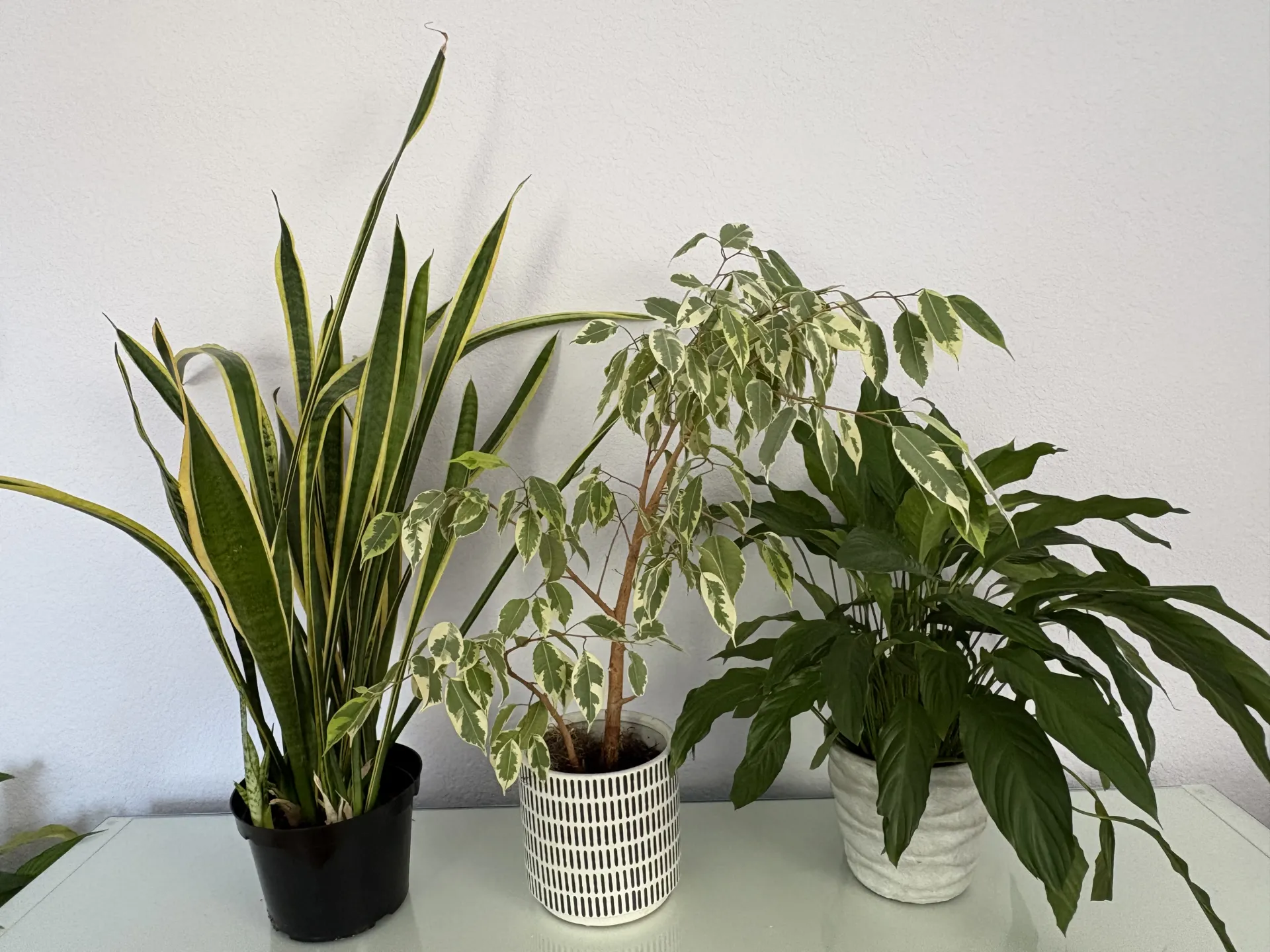 three plants in separate containers: snake plant, weeping fig, peace lily