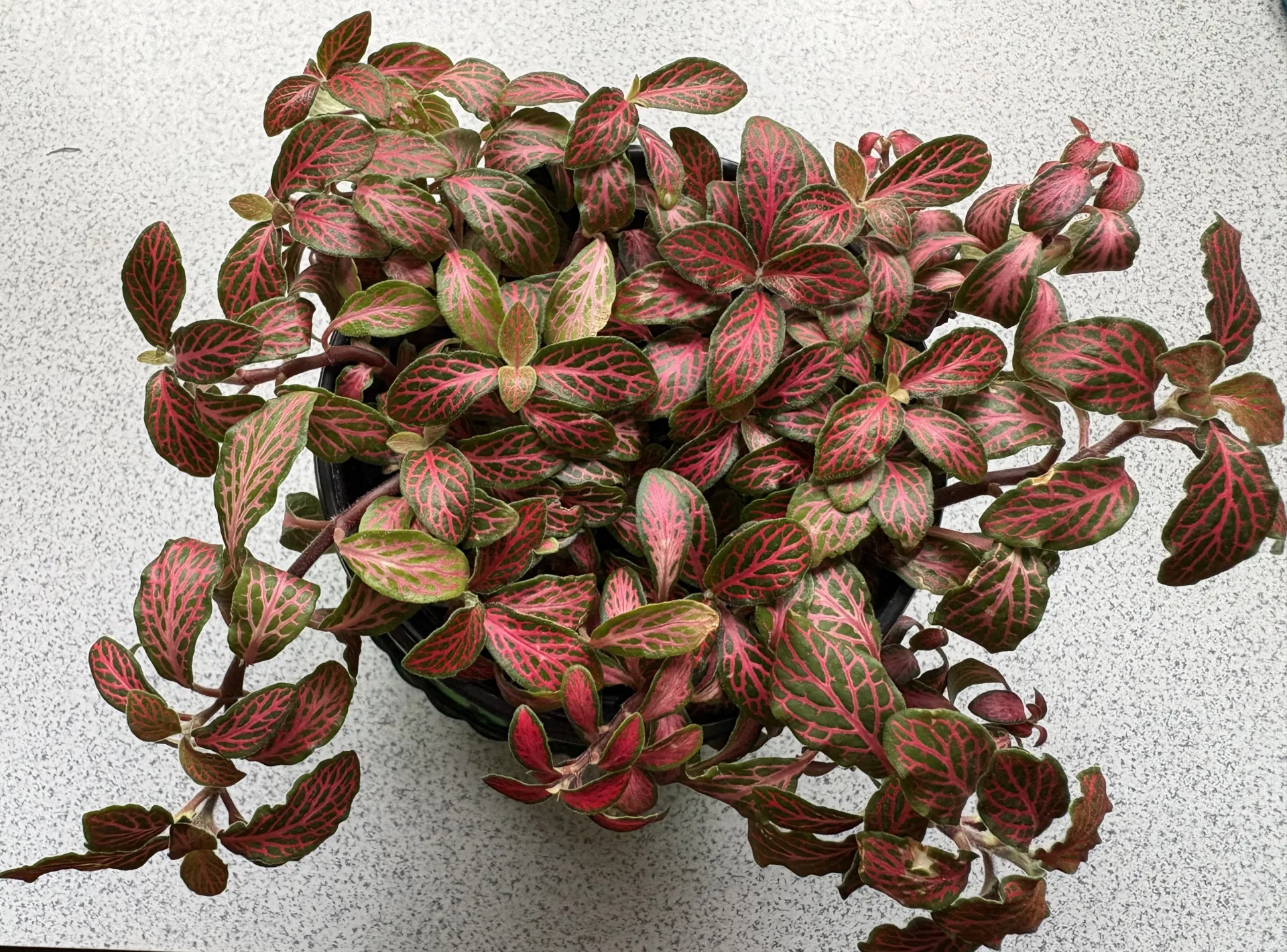 close up of a red-veined nerve plant (Fittonia)