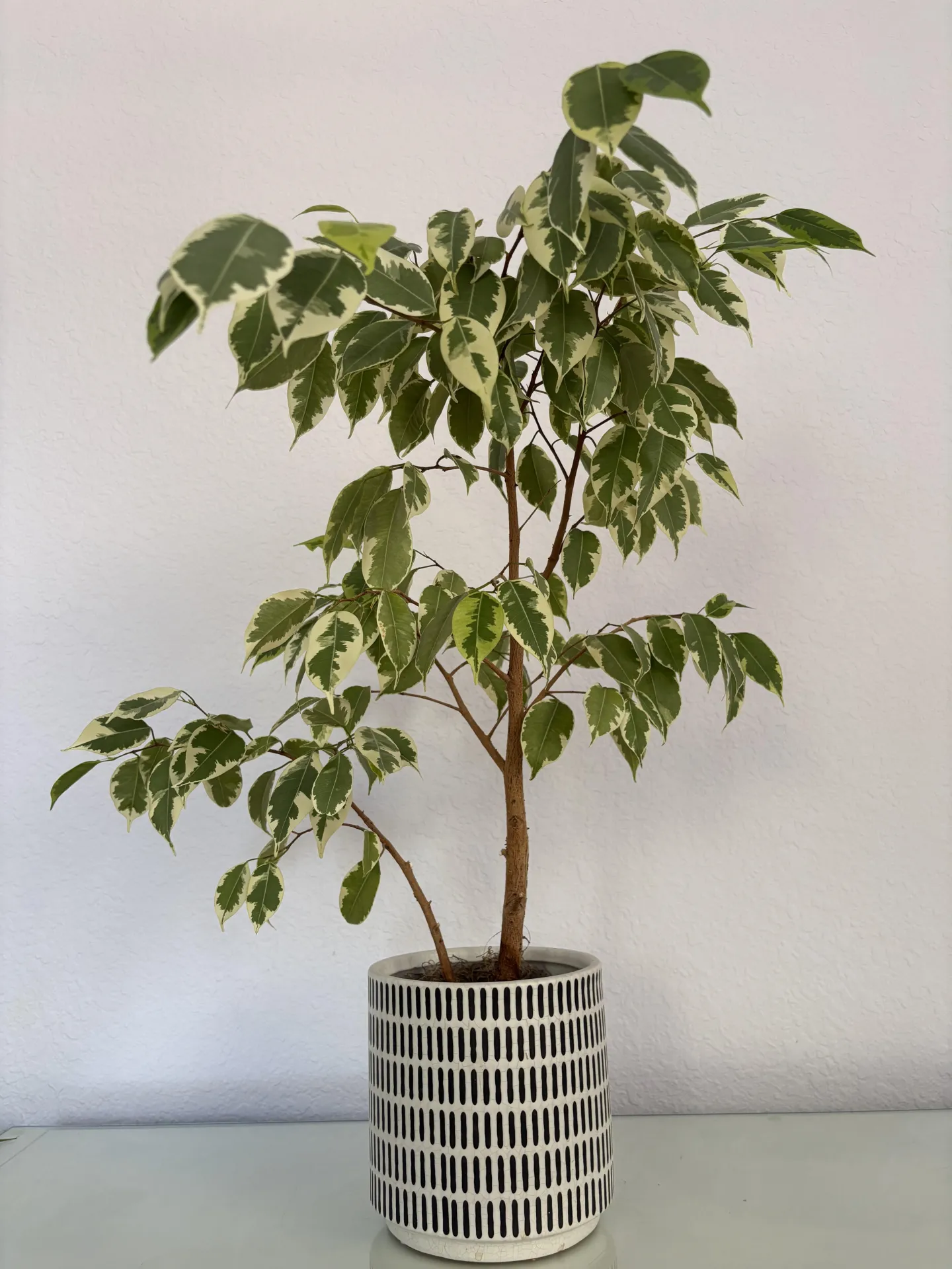 a healthy-looking weeping fig in a container