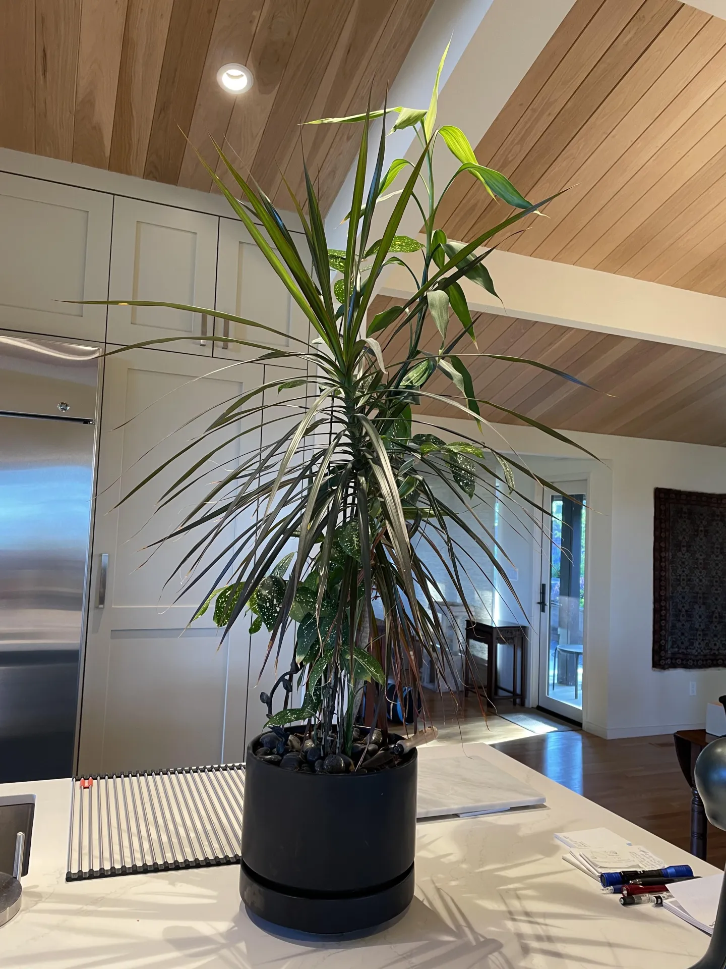 a four-foot tall mixed dracena planting in a container