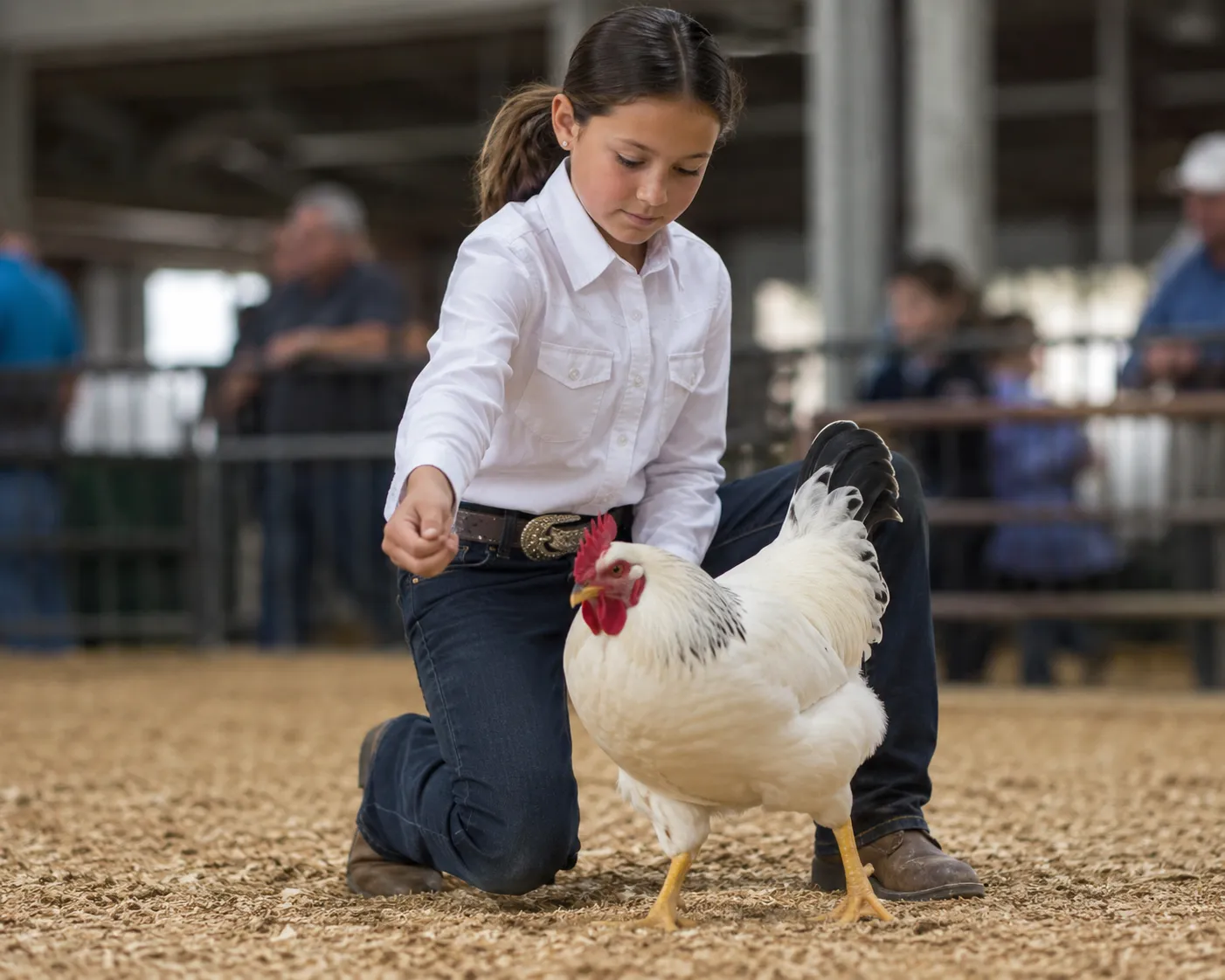A youth participates in poultry showmanship at an indoor fair, kneeling beside a white rooster in a sawdust-covered show ring while demonstrating careful handling and presentation.