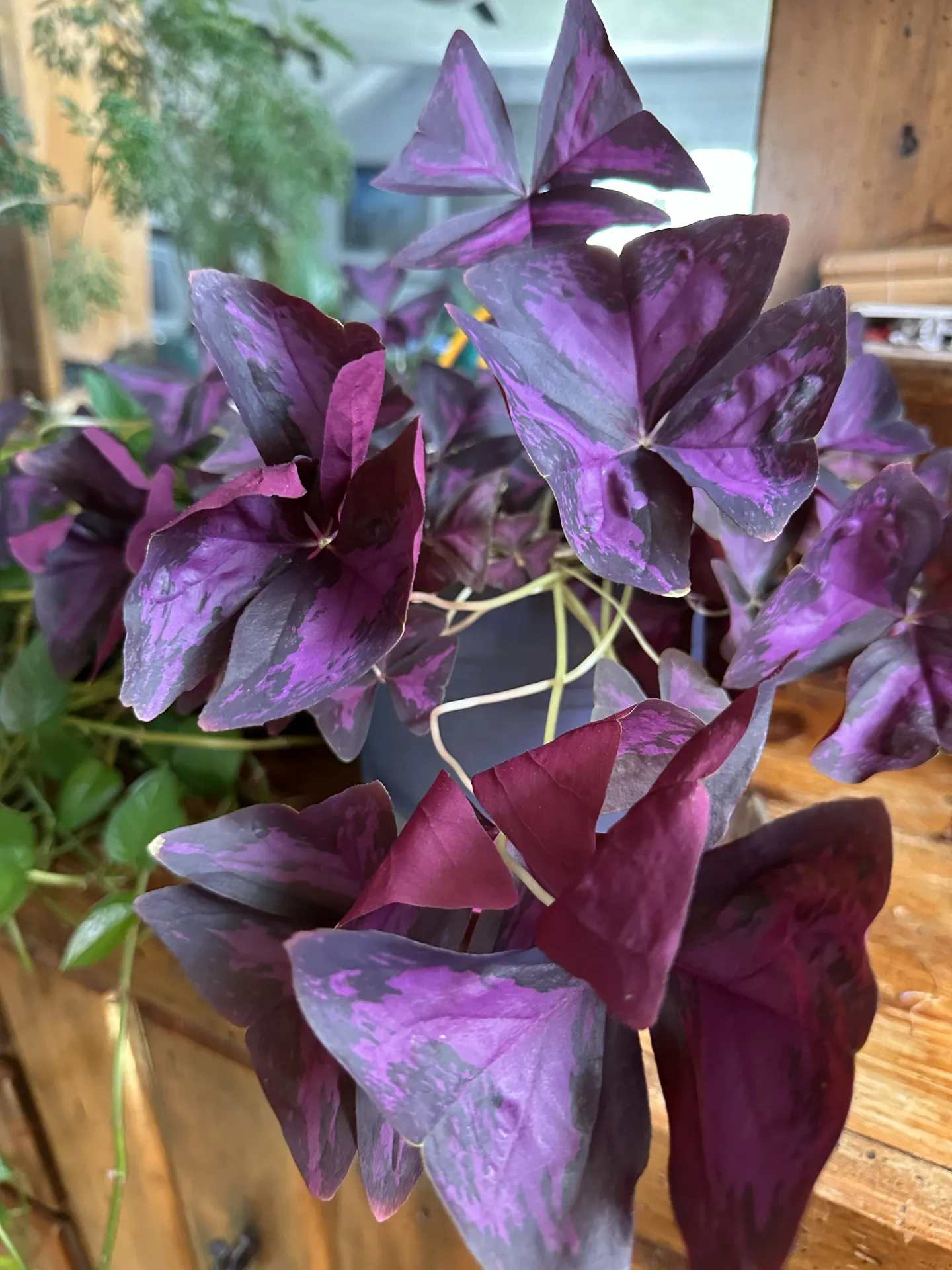 closeup of a large purple shamrock with butterfly-wing shaped leaves