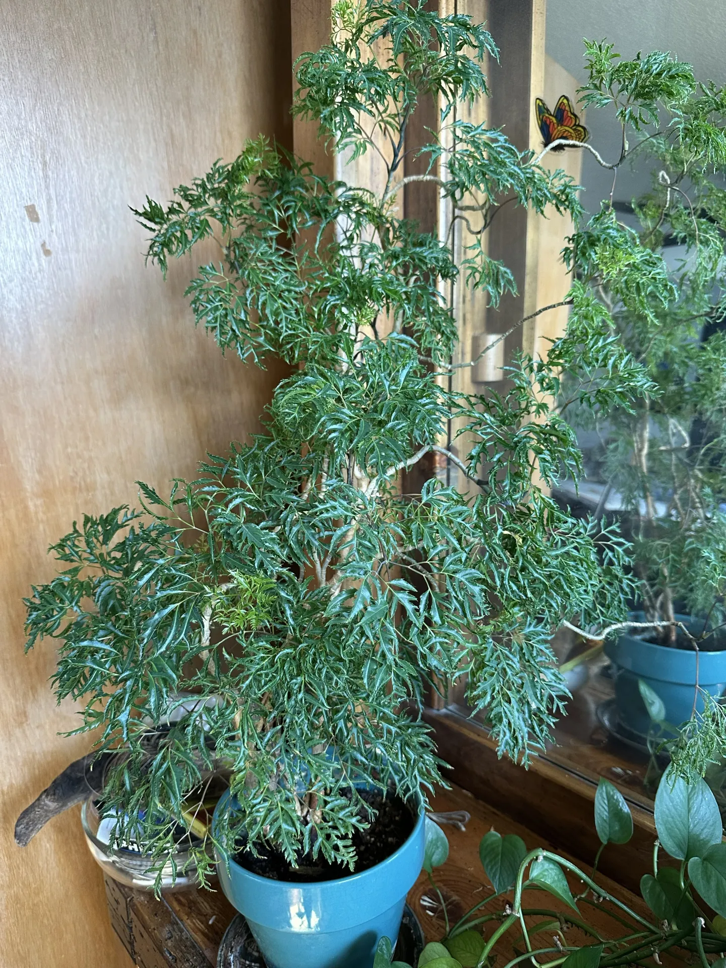 a large, tall Ming aralia in a blue container next to other indoor plants