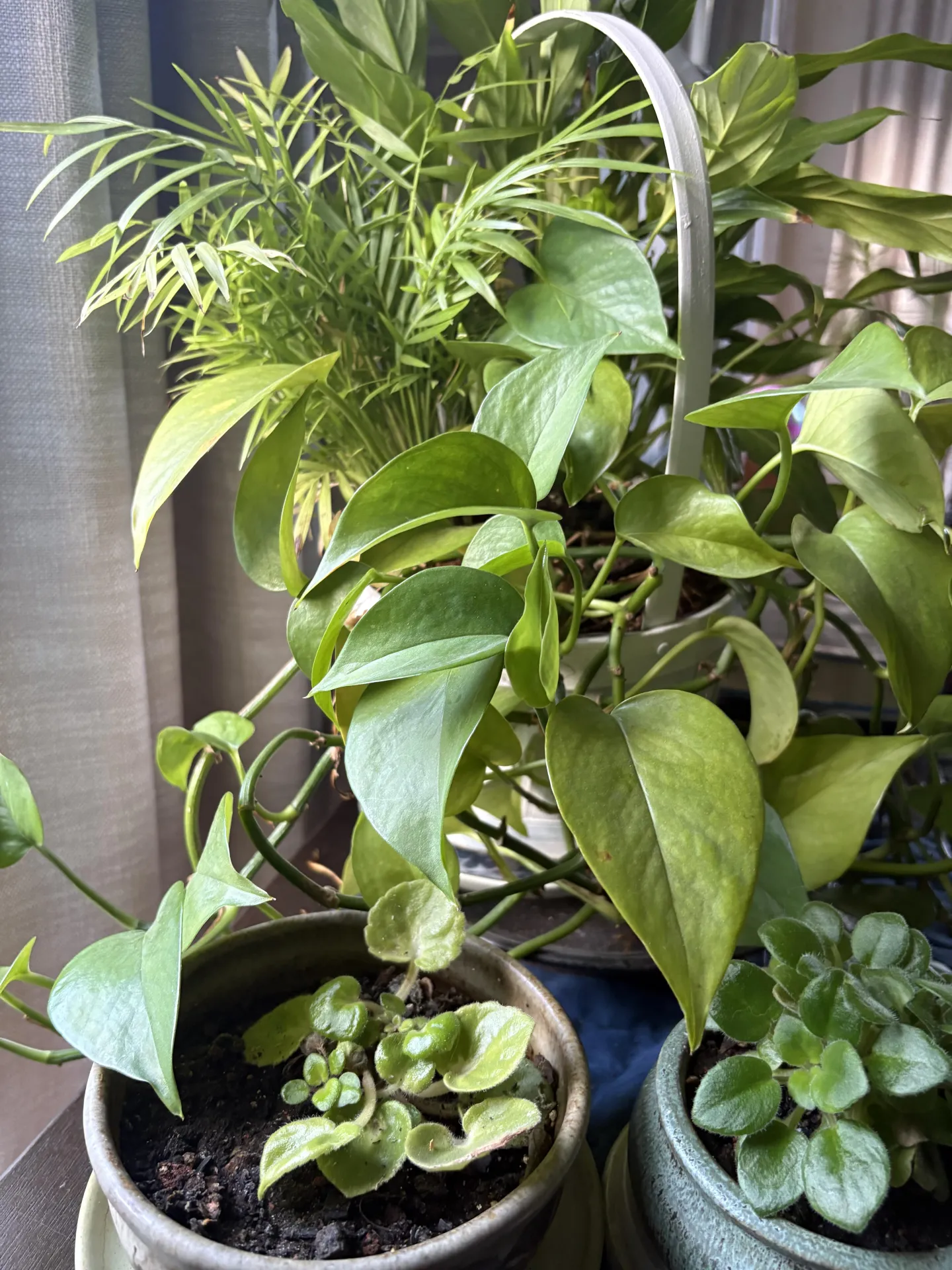 A group of potted plants together by a window, showing sunlight reflected on leaves