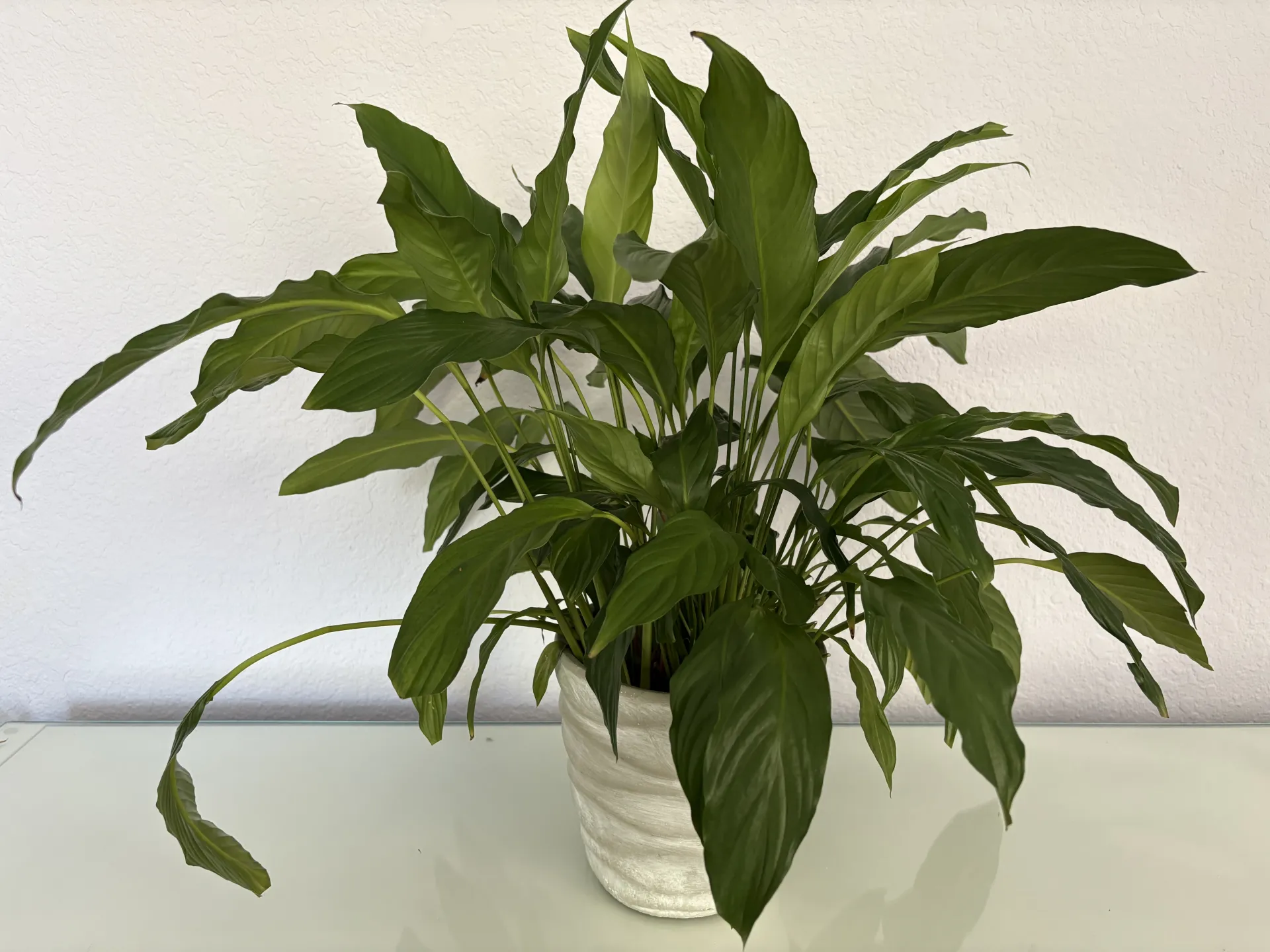 a large spreading peace lily with arcing leaves in a container