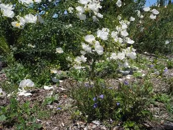 California native Matilijia poppy, a rhizomatous shrub