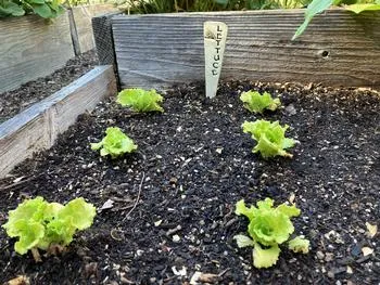 lettuce seedlings planted in a home garden