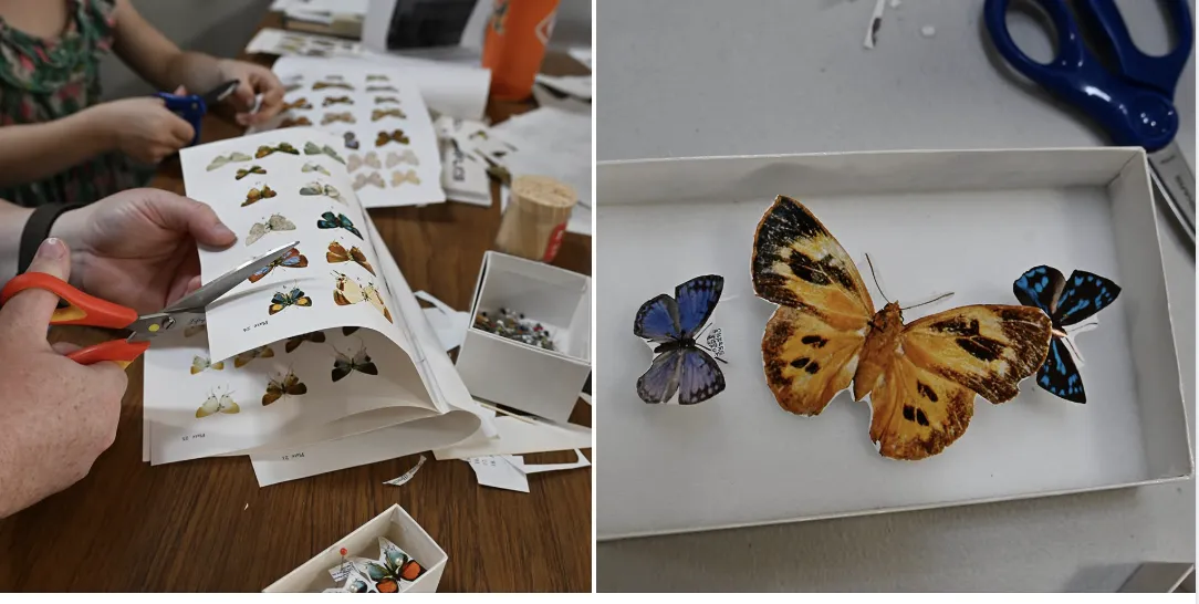 The family arts-and-crafts activity at the Bohart Museum was pinning paper butterflies.