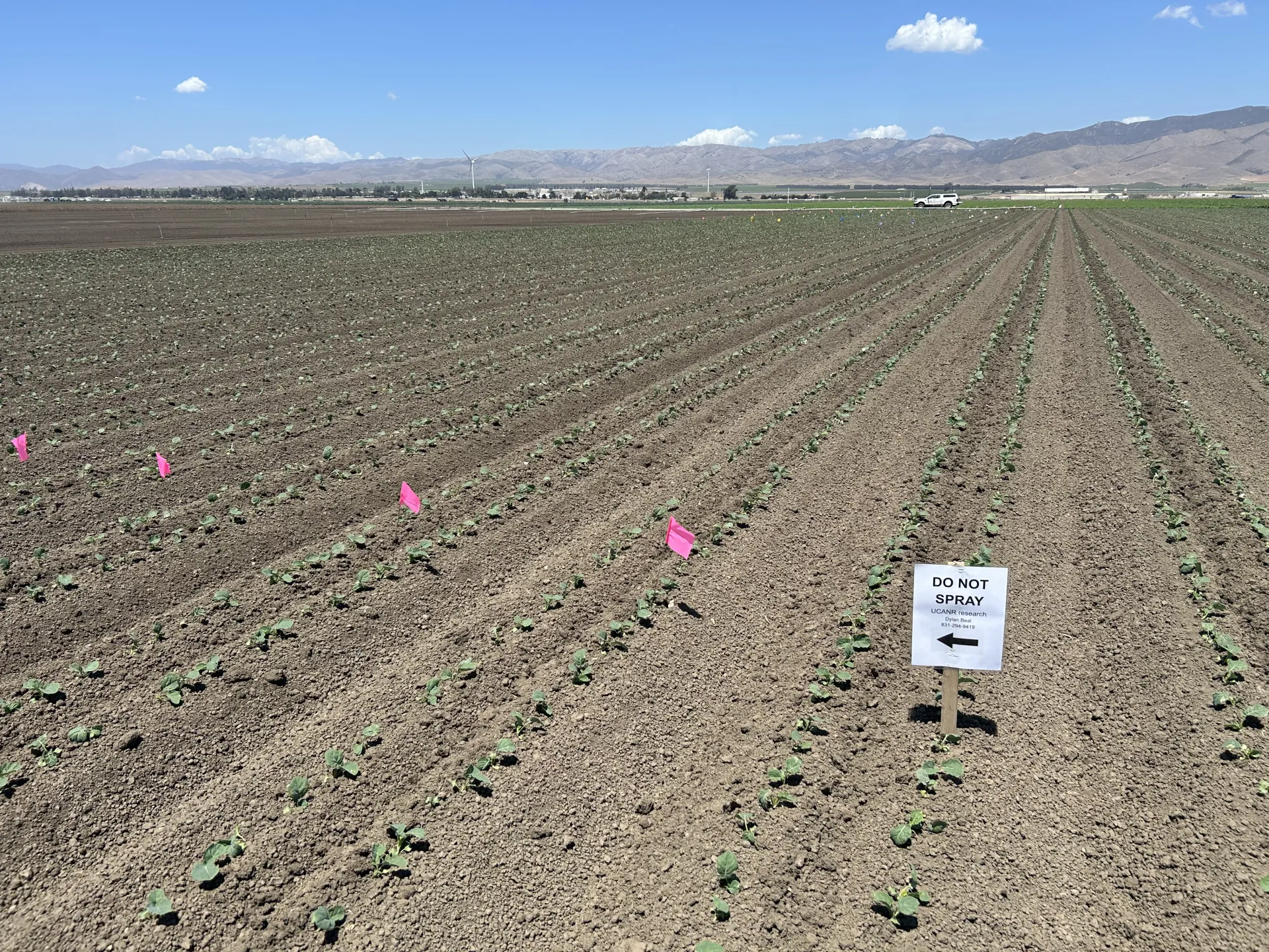 A broccoli field a few weeks after planting with experimental flags and signs set up indicating not to spray insecticides