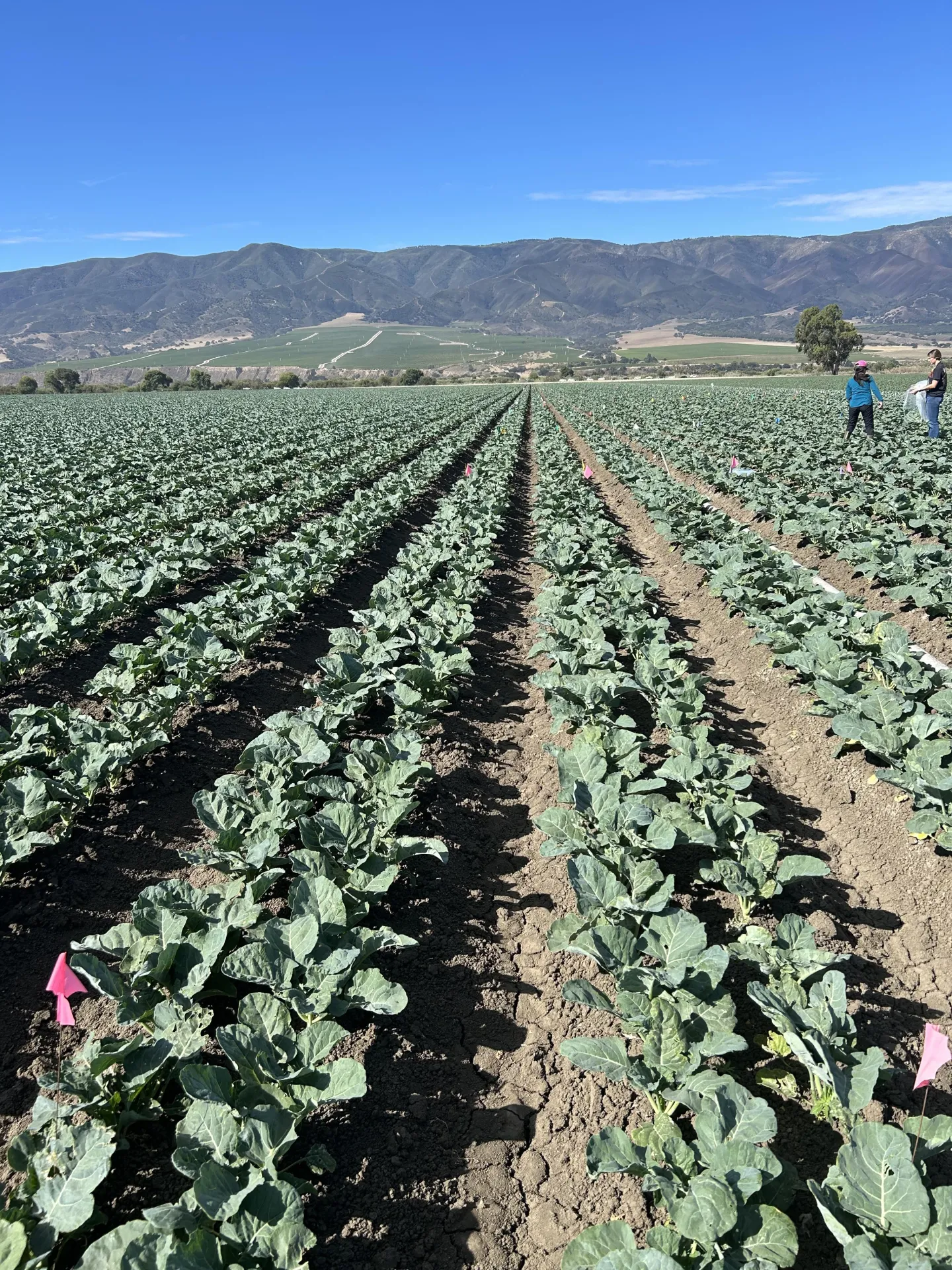 In a maturing Broccoli field, UCCE interns are taking whole plant samples in the background