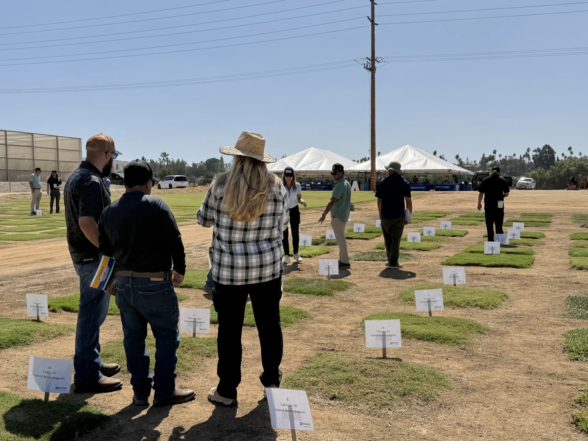 Nine people point to square patches of different grass varieties as they converse