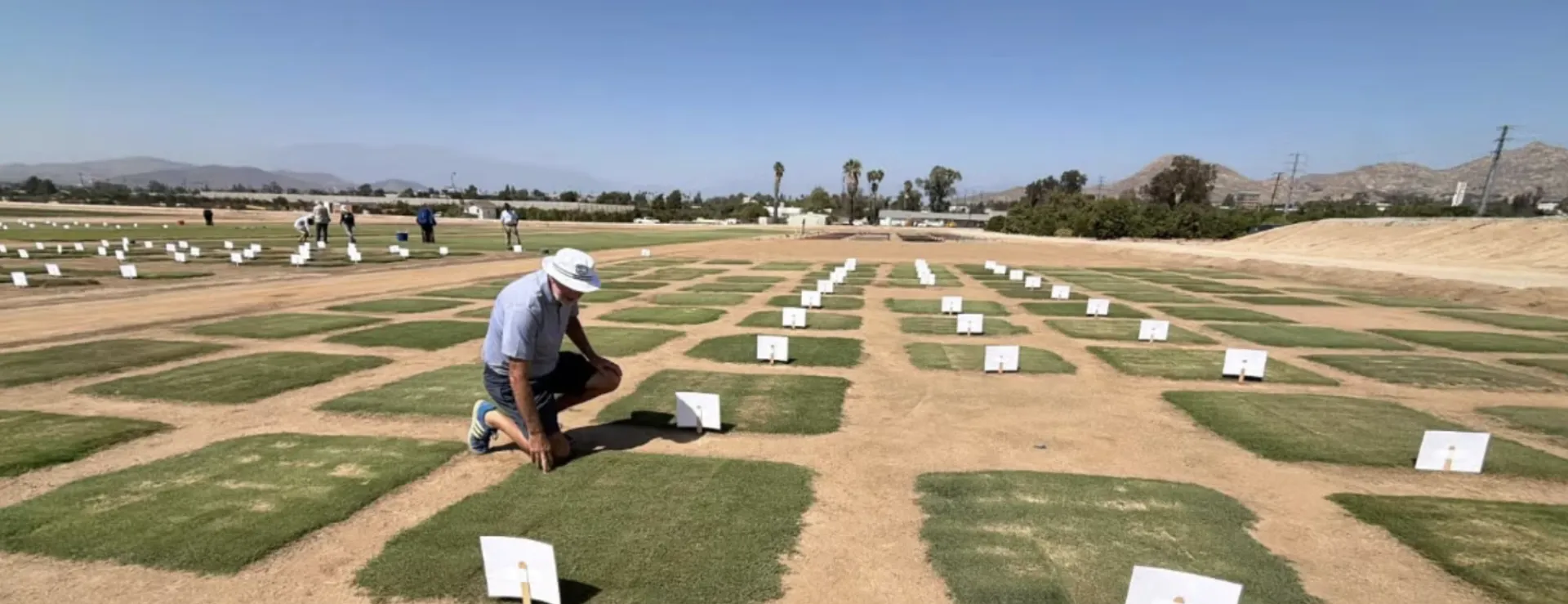 A man kneels down to examine a square of green grass. He is surrounded by squares of turf separated by rows of bare soil in the field