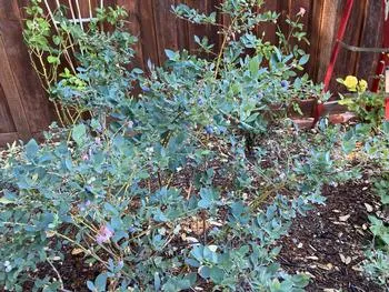 blueberry bush with blueberries ready to harvest