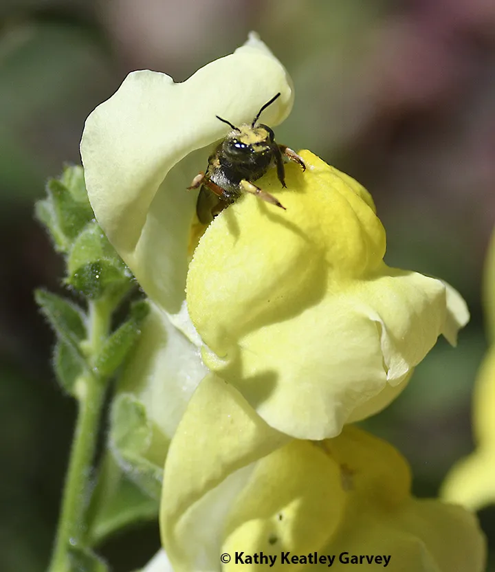 European wool carder bee peeking out of a snapdragon blossom.