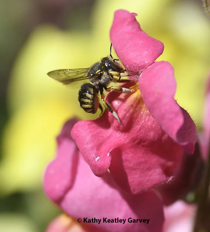 European wool carder bee about to enter the folds of a snapdragon blossom.