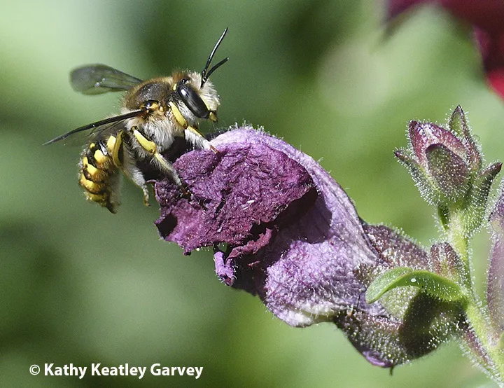 A male European wool carder bee pauses to rest on a snapdragon.
