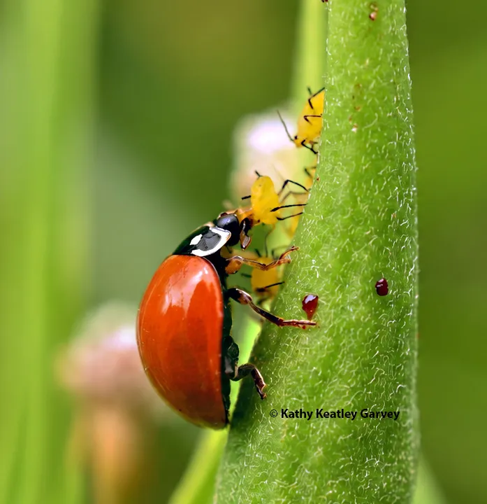 A lady beetle, commonly known as a ladybug, devouring aphids.