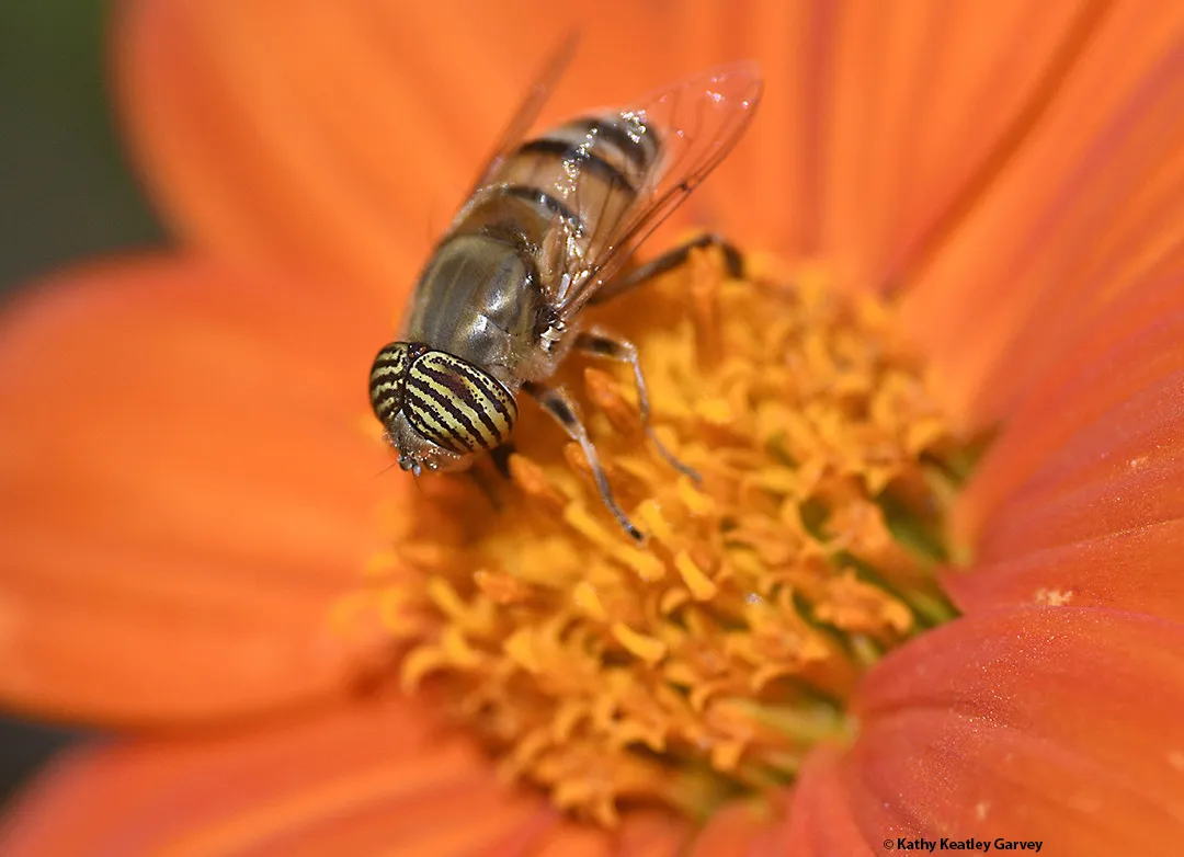 Eristalinus taenliops, a species of hoverfly