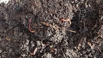 earthworms mixed in with soil