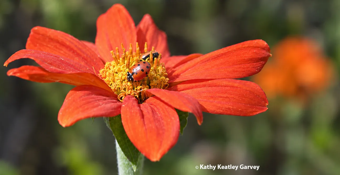 A ladybug foraging on a Mexican sunflower, Tithonia rotundifola. (Photo by Kathy Keatley Garvey)