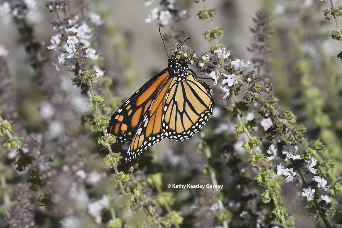 emale monarch settling in a patch of African blue basil in a Vacaville pollinator garden on the last day of August. (Photo by Kathy Keatley Garvey)