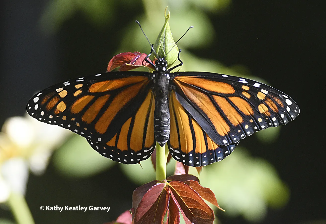 Monarch spreads her wings on the rosebud.