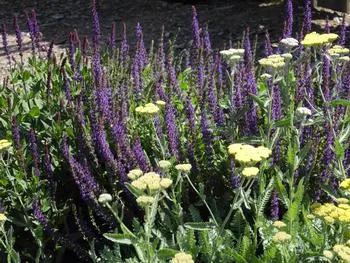 purple and yellow blossoms on Anise Hyssop and Yarrow bushes