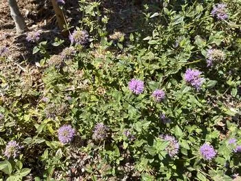 purple flowers of coyote mint, Monardella villosa
