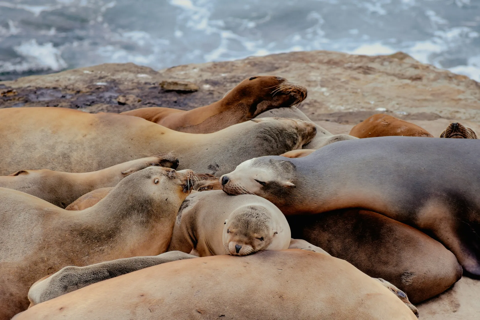 Sea lions rest together at a cove in La Jolla, California