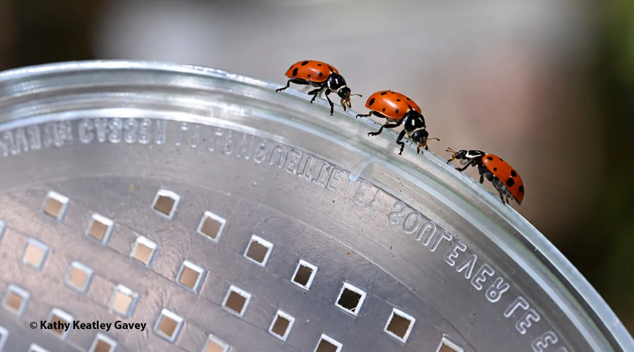 Ladybugs about to make their grand entrance to the garden. (Photo by Kathy Keatley Garvey)