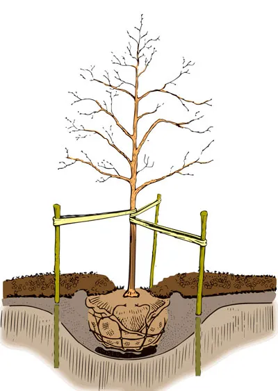 Diagram of proper tree planting depth and spacing
