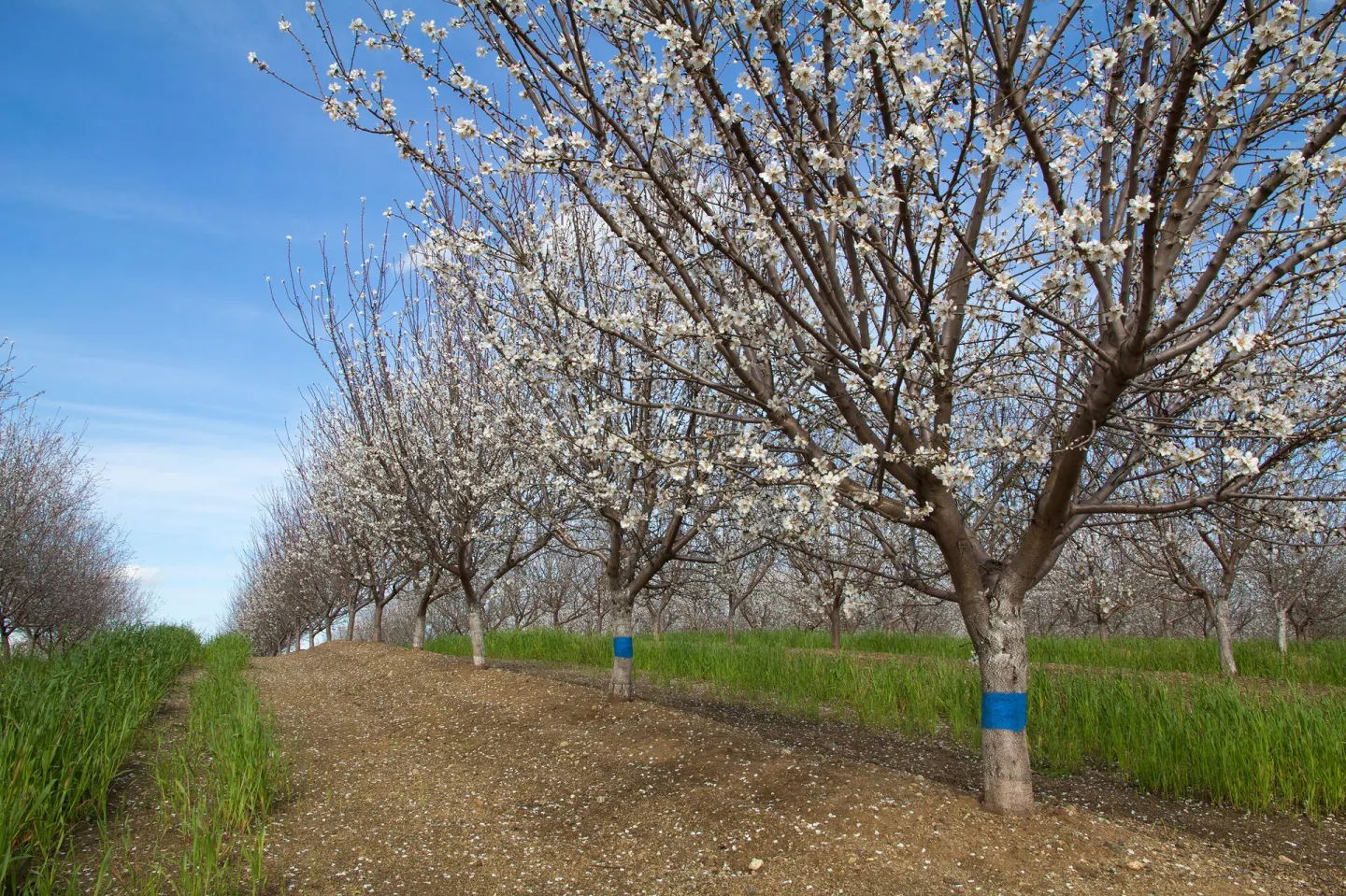 Wolfskill Experimental Orchards I
