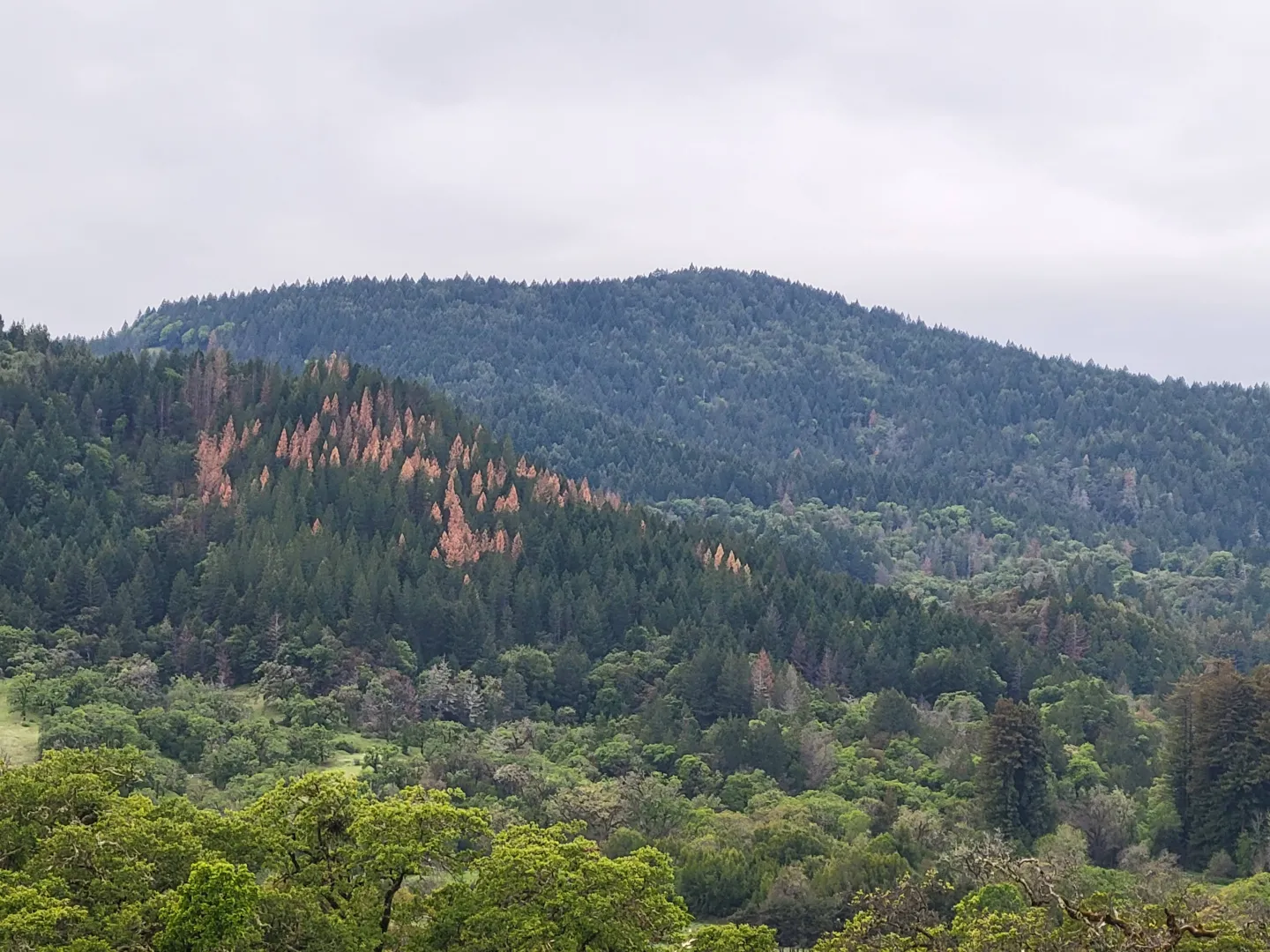 bark beetle killed Douglas-fir on a hillside