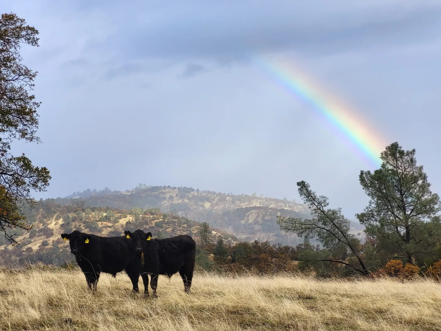 Stocker cattle grazing in the Sierra Foothills