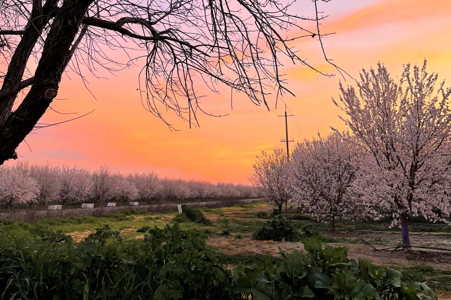Sunrise over almond trees with pink blossoms
