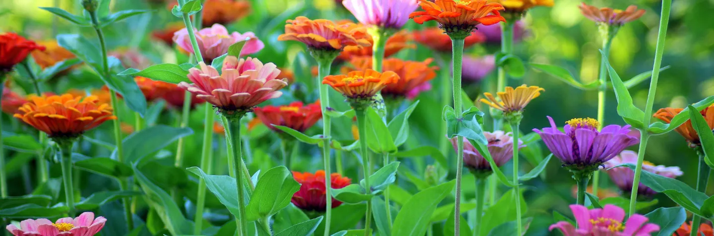 Zinnia cutting garden