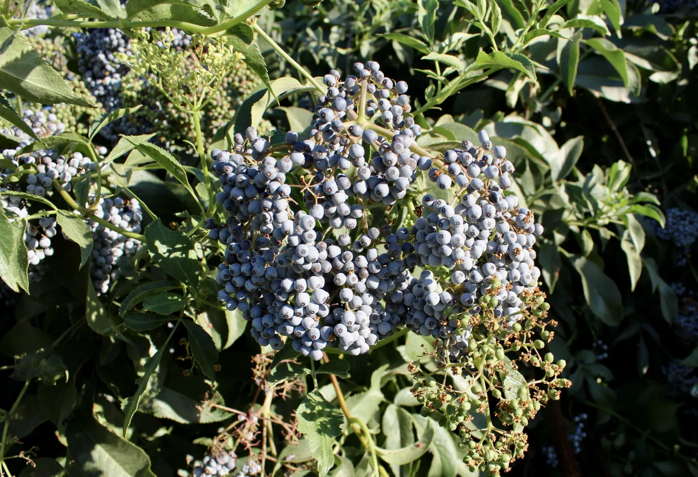 Elderberry cluster