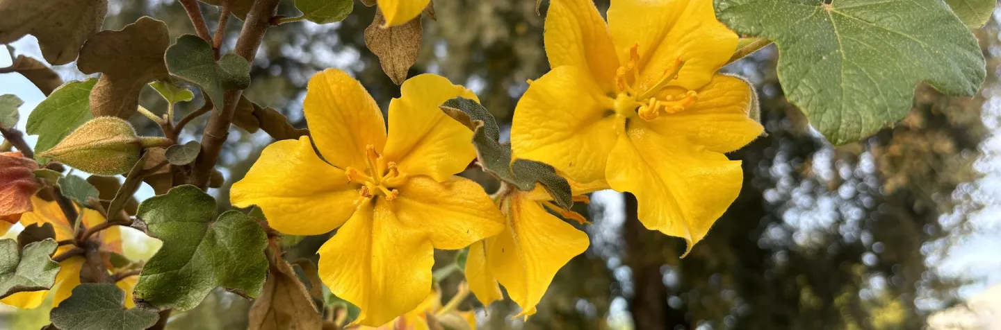 Flannel bush flowers