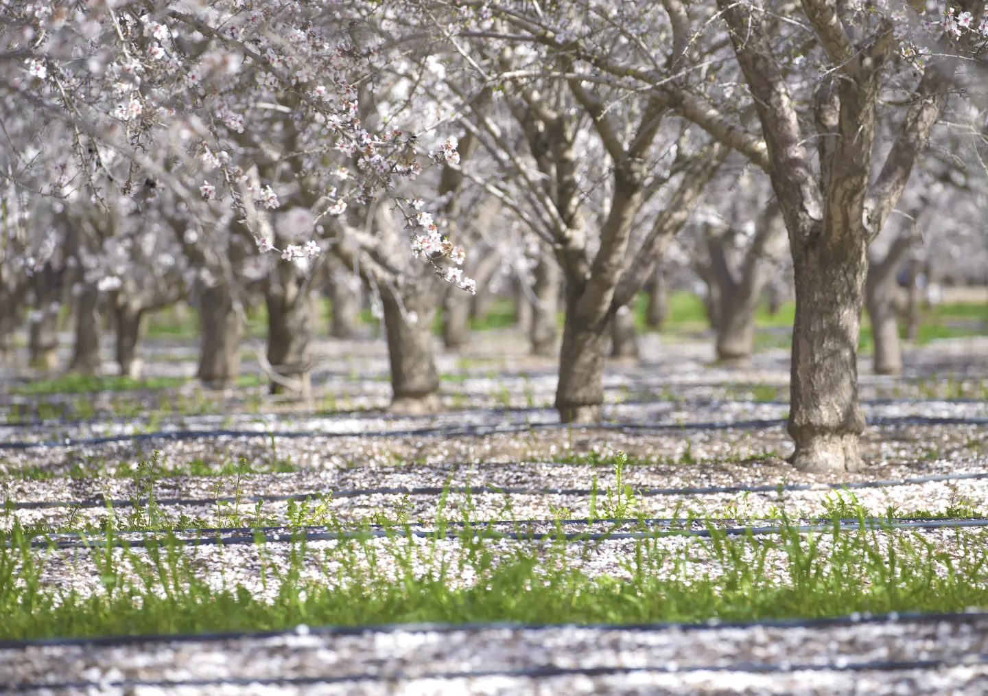 Almond orchard in bloom