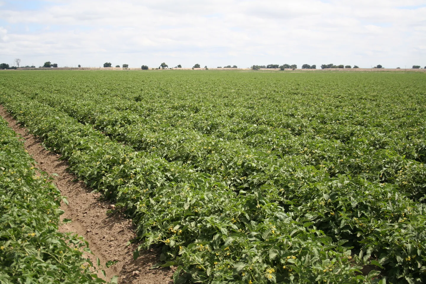 tomato field at flowering stage
